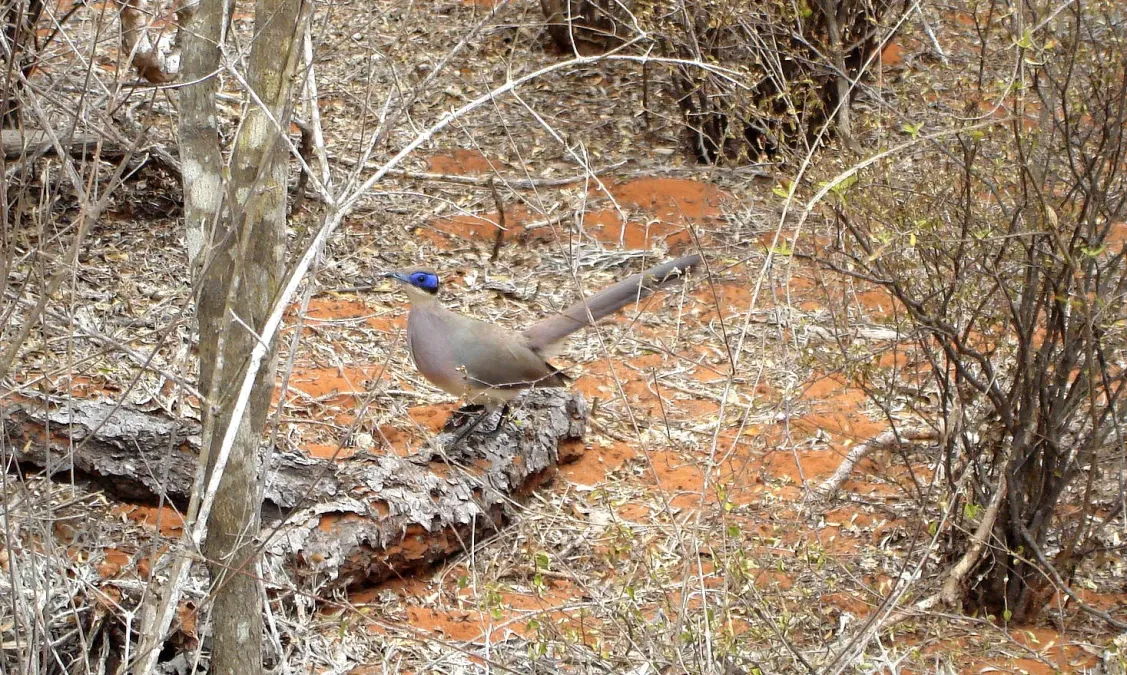 File:Coua ruficeps olivaceiceps Madagascar 2.jpg