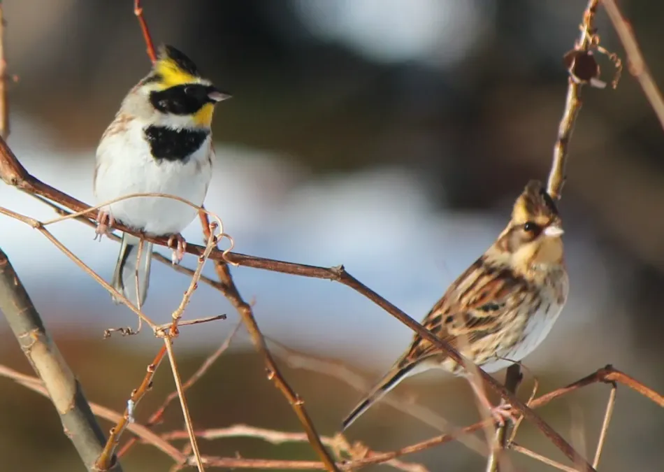 File:Emberiza elegans male and female.JPG