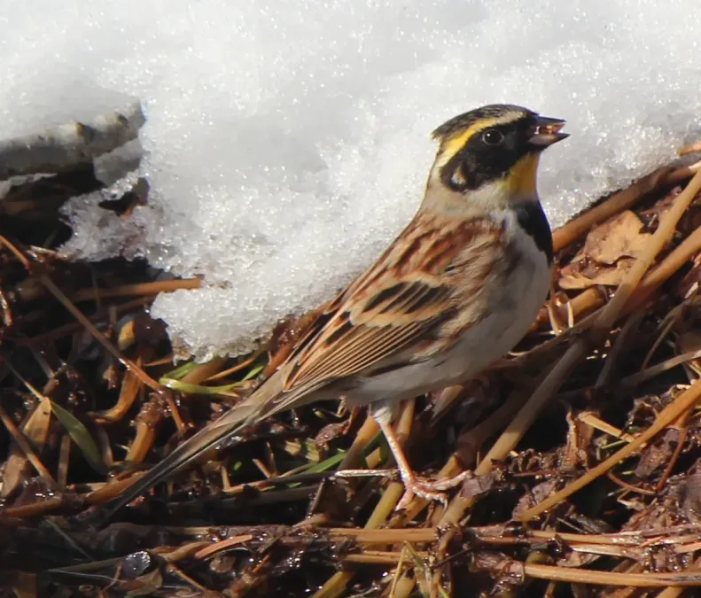 File:Emberiza elegans male s2.JPG
