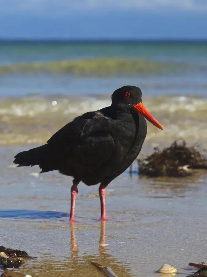 File:Haematopus unicolor LC0290.jpg