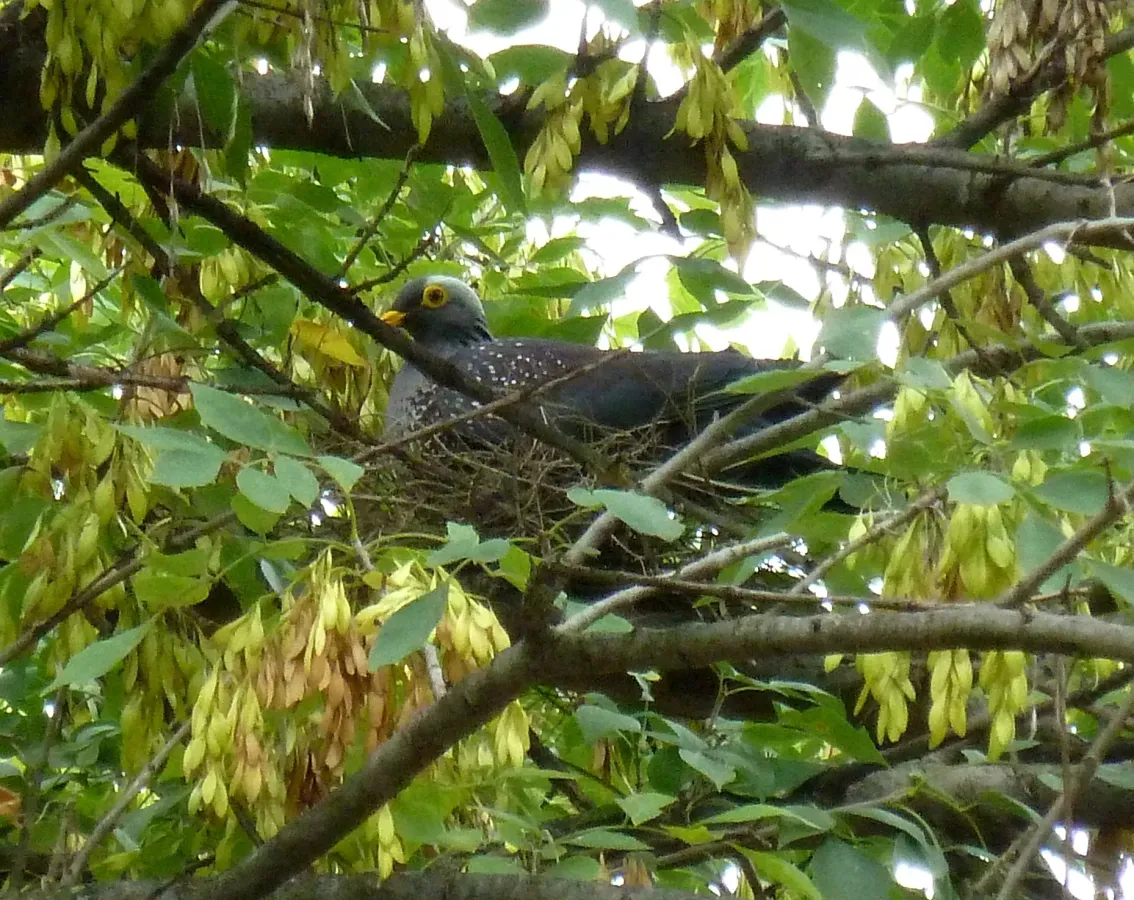 File:Columba arquatrix, op nes, Pretoria.jpg