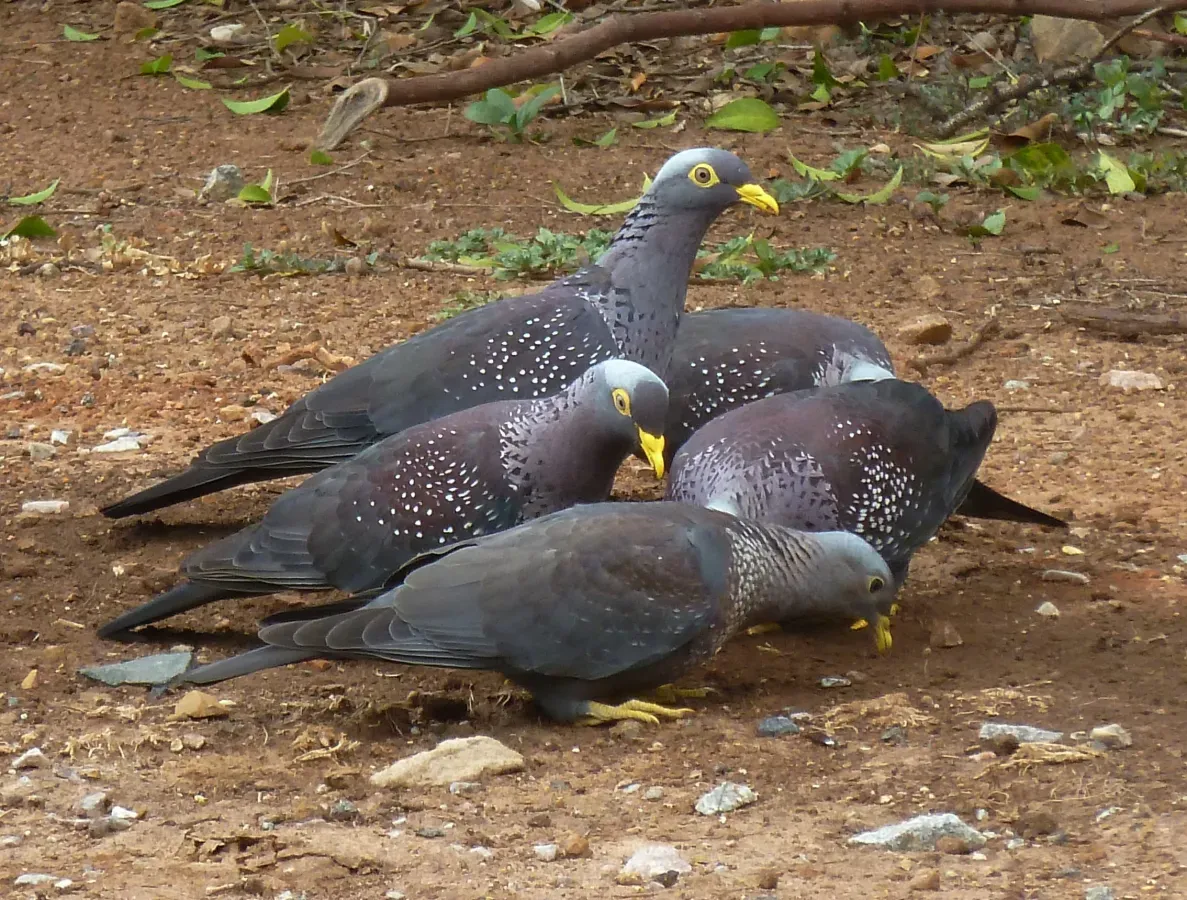 File:Columba arquatrix, by kleilek, a, Pretoria.jpg