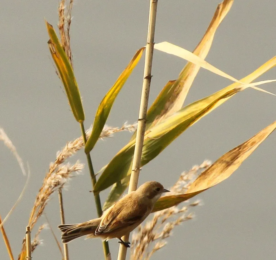 File:Remiz consobrinus southern Japan.jpg