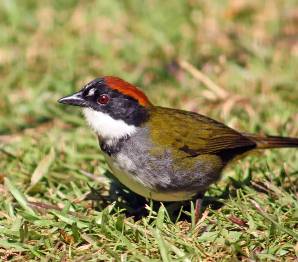 File:Chestnut-capped brushfinch (Arremon brunneinucha elsae).jpg