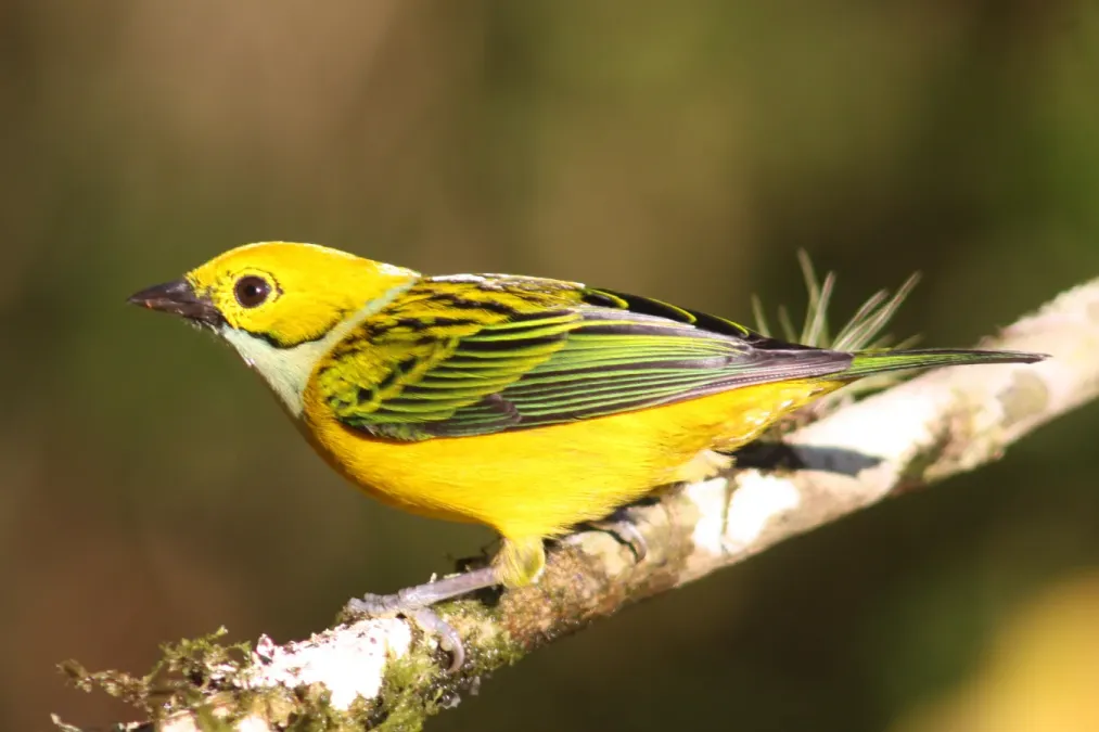 File:Silver-throated tanager (Tangara icterocephala).jpg