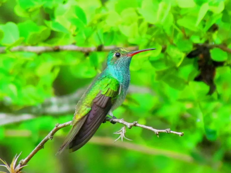 File:Amazilia luciae.JPG