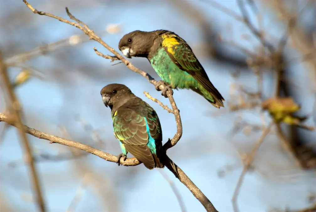 File:Poicephalus meyeri -Zimbabwe -two-8.jpg