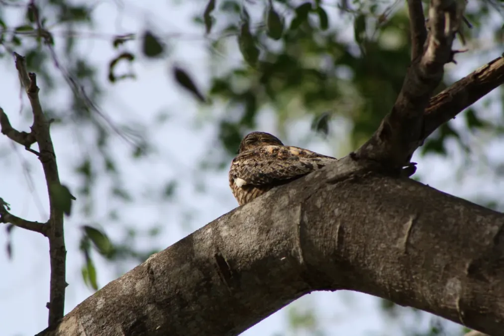 File:Antillean Nighthawk (Chordeiles gundlachii); Cabo Rojo National Wildlife Refuge, Puerto Rico.JPG