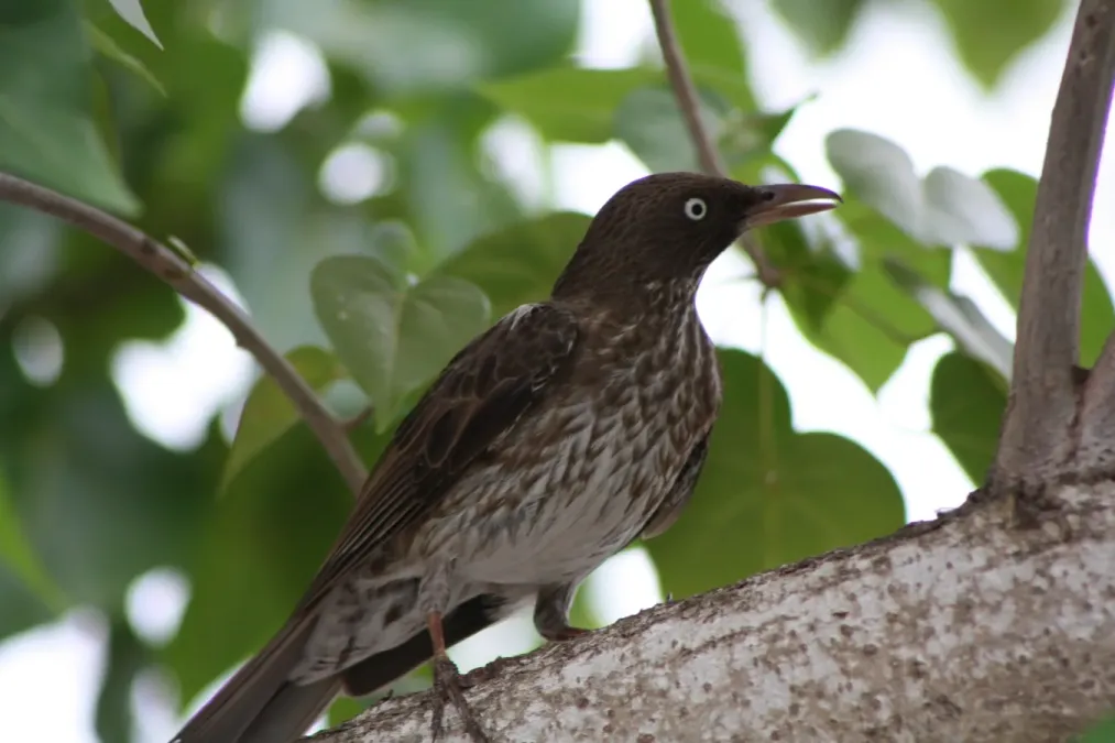 File:Pearly Eyed Thrasher, Margarops fuscatus; at Boqueron beach in Cabo Rojo Puerto Rico.JPG
