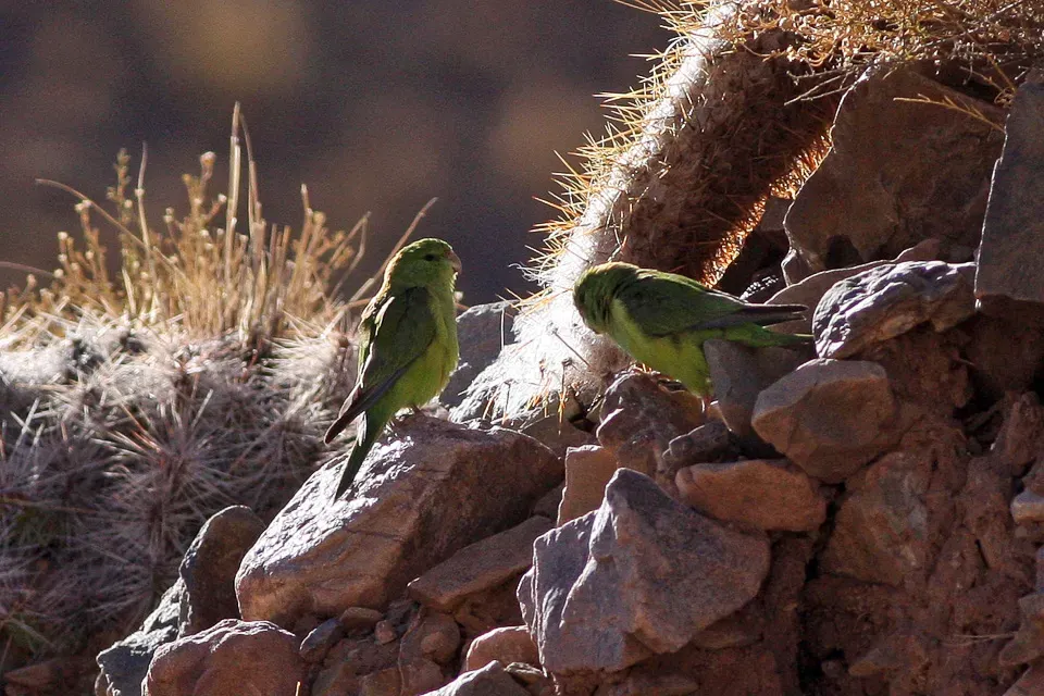 File:Psilopsiagon aurifrons -Salta, Argentina-two-8.jpg