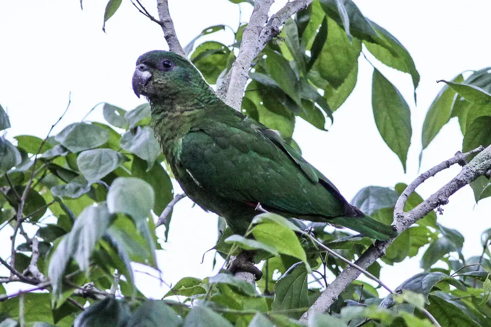 File:Amazona agilis -Cockpit Country, Jamaica-8 (2).jpg