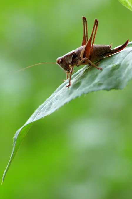 File:Ensifera wagenmoos 01 edit.JPG