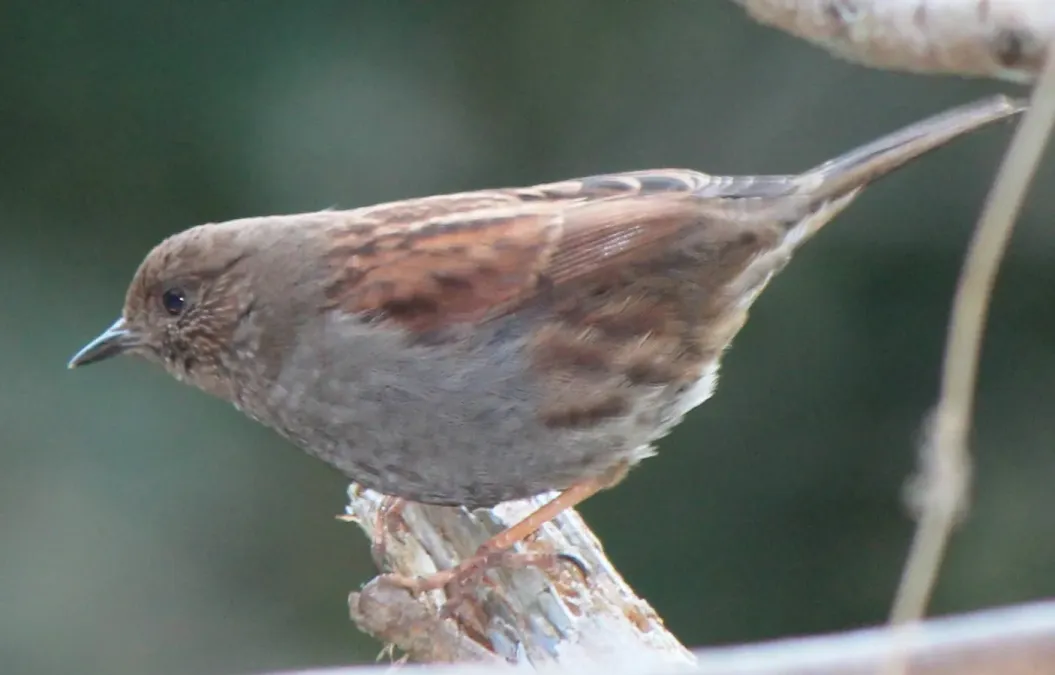 File:Prunella rubida on tree.JPG