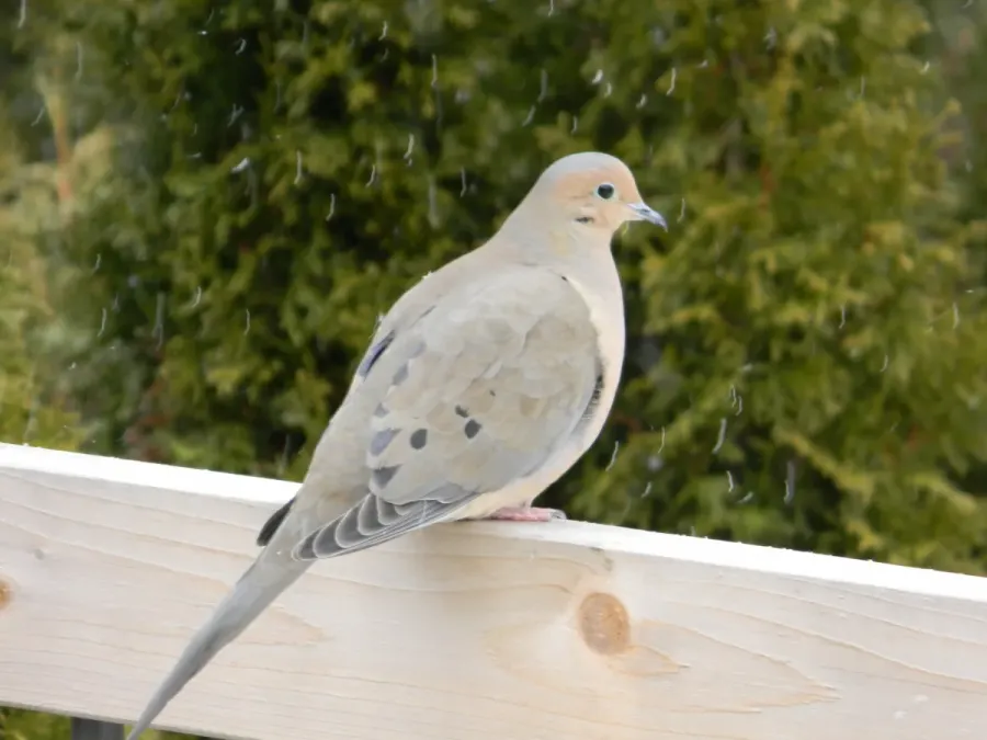 File:Mourning Dove Zenaida macroura Ontario 4.jpg