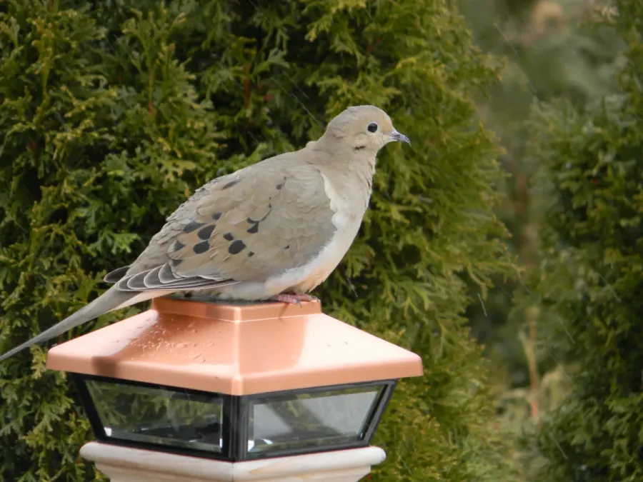 File:Mourning Dove Zenaida macroura Ontario 7.jpg
