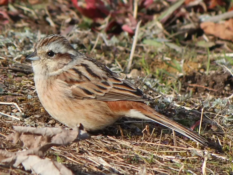 File:Emberiza cioides eating seed.JPG