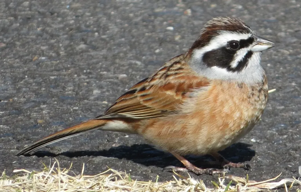 File:Emberiza cioides male.JPG