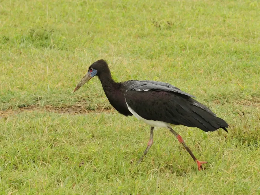 File:Ciconia abdimii (1).JPG