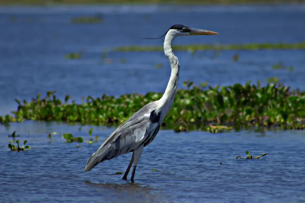 File:Ardea cocoi -Apure State, Venezuela-8.jpg