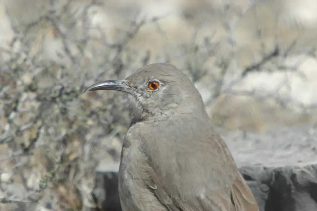 File:Curve-billed Thrasher (Toxostoma curvirostre) (126224348).jpg