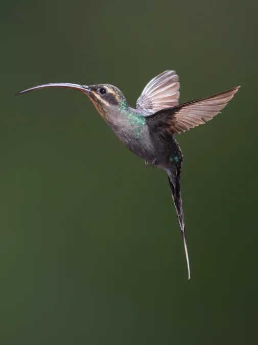 File:Green Hermit, Phaethornis guy 1.jpg