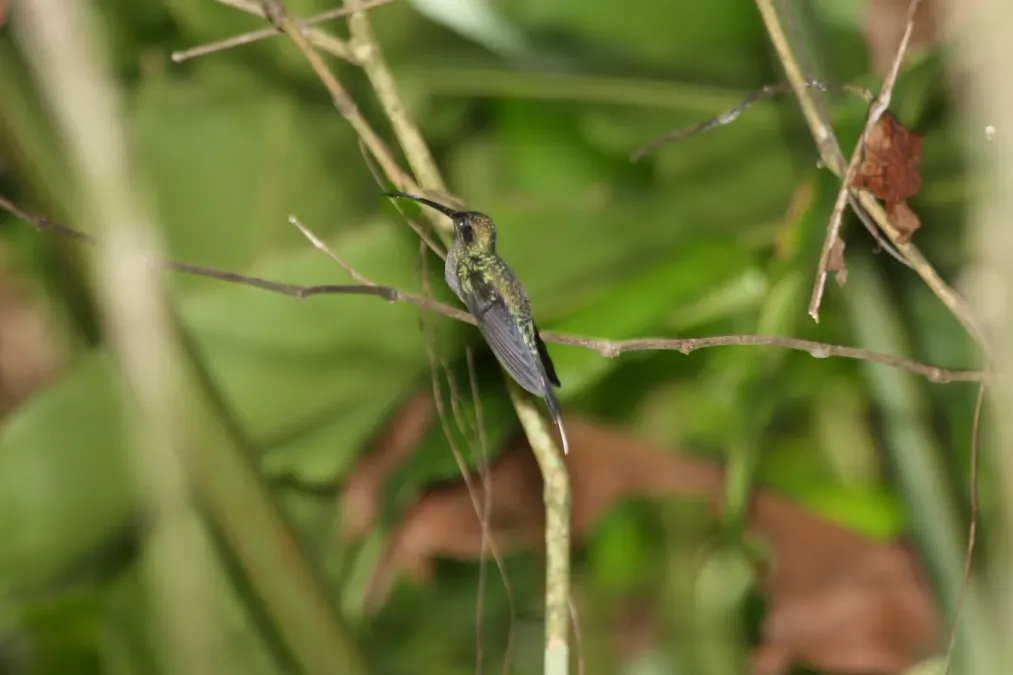 File:Green Hermit (Phaethornis guy).jpg