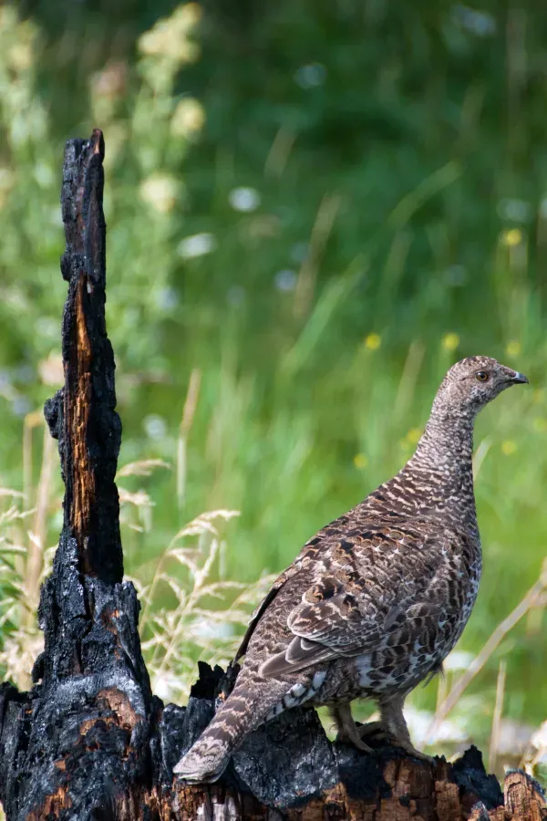 File:Dusky grouse Dendragapus obscurus (7924085578).jpg