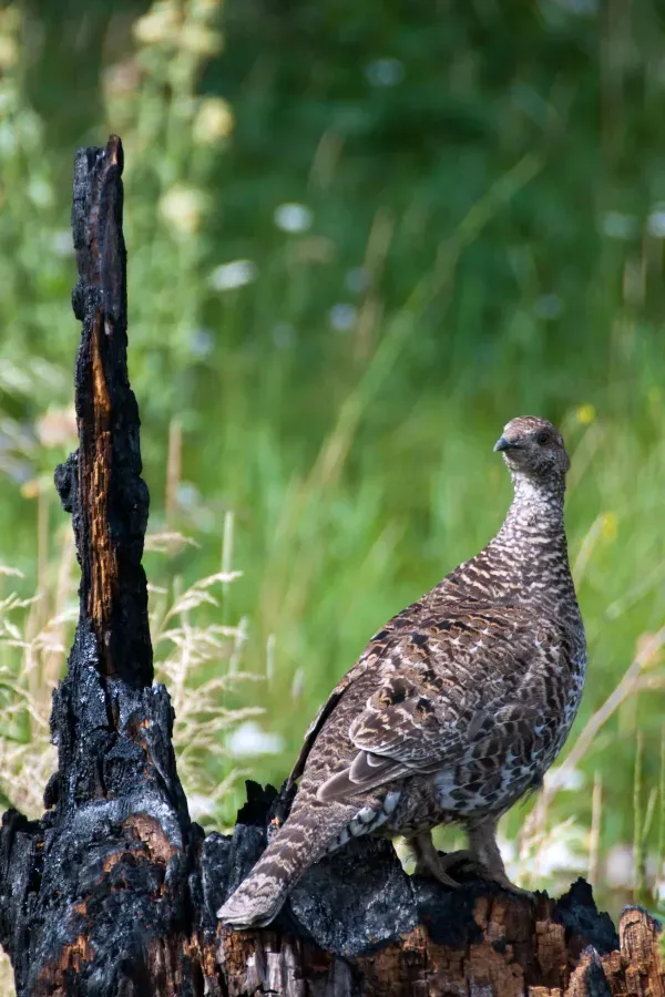 File:Dusky grouse Dendragapus obscurus (7924087698).jpg
