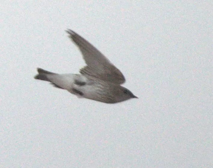 File:Phedina borbonica, b, Bagamoyo, Tanzania.jpg
