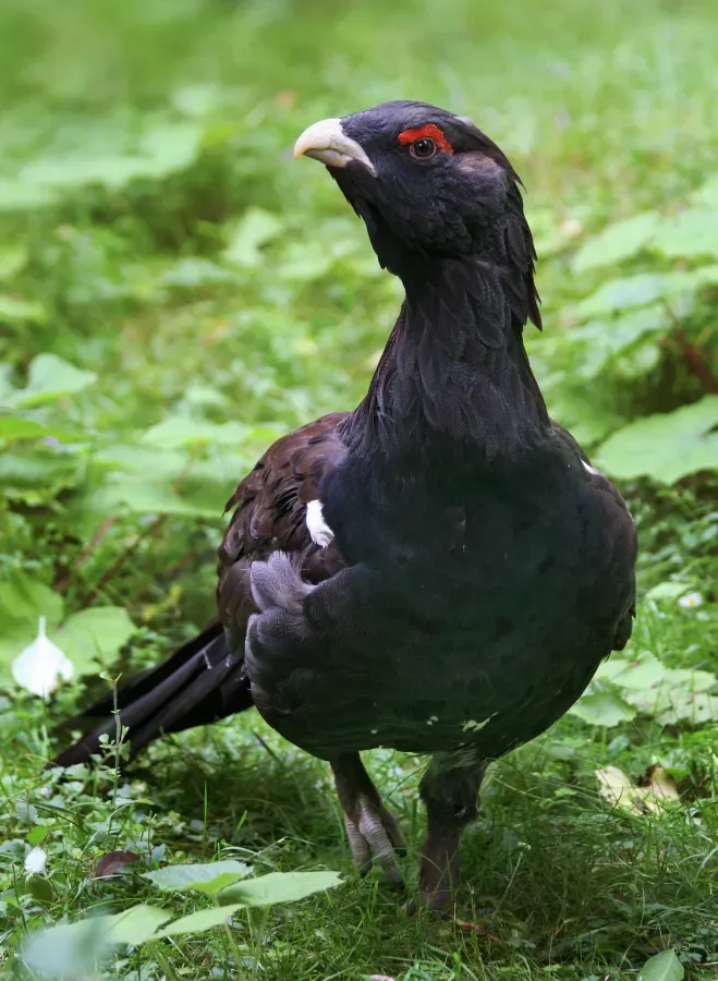 File:Tetrao urogallus Richard Bartz.jpg