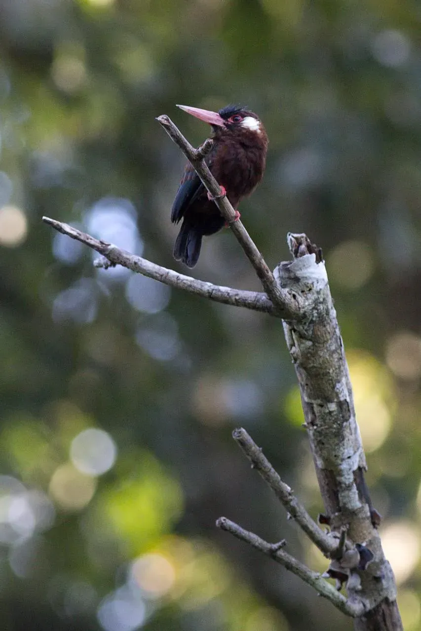 File:Galbalcyrhynchus leucotis -Peru-8.jpg