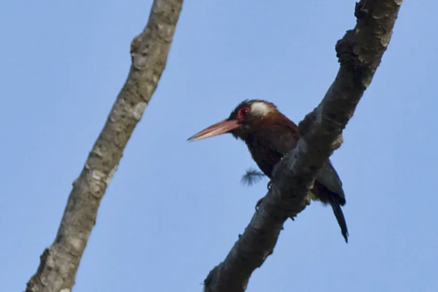 File:Galbalcyrhynchus leucotis -Peru-8 (1).jpg