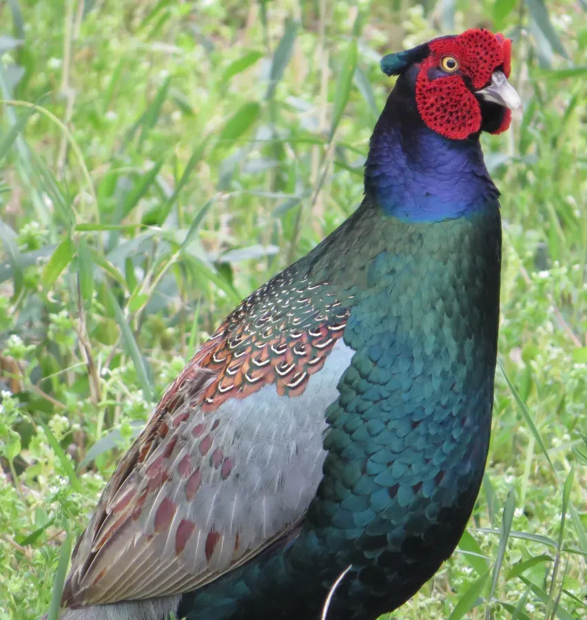 File:Phasianus versicolor robustipes male.JPG