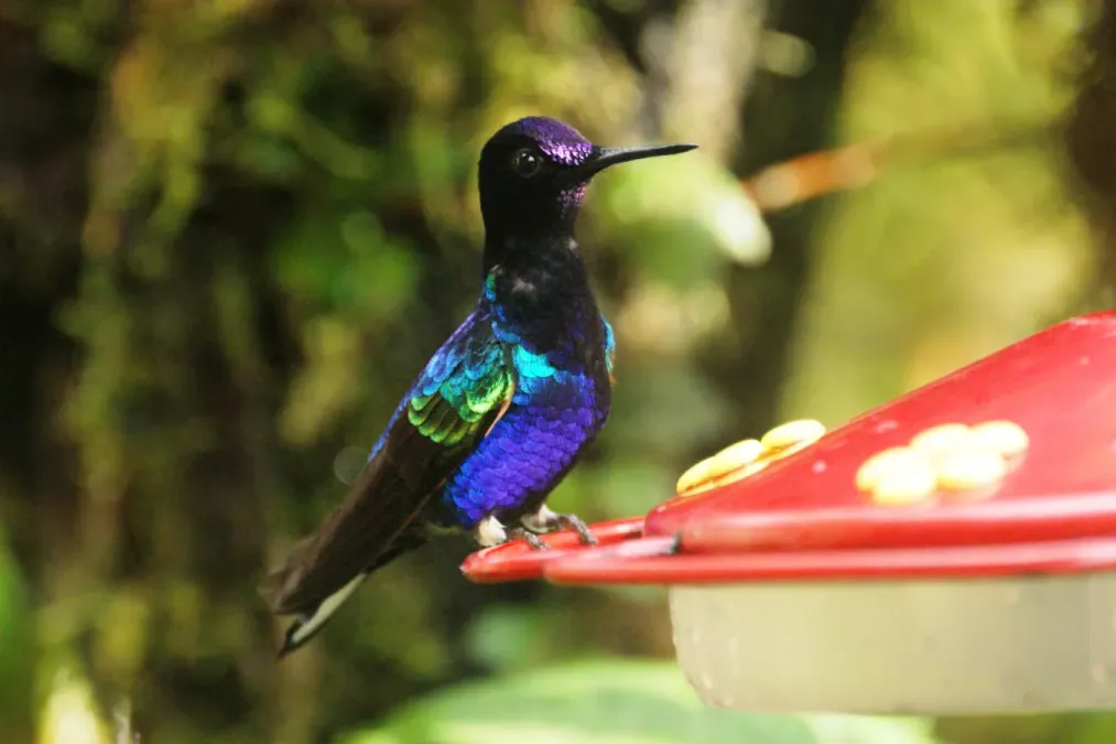 File:Velvet-purple coronet (Boissonneaua jardini).jpg
