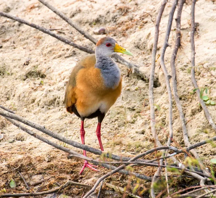 File:Aramides albiventris, Crooked Tree Wildlife Sanctuary, Belize.jpg
