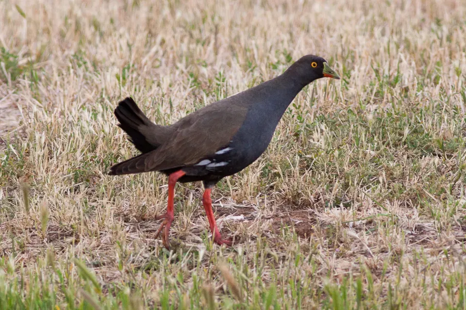 File:Tribonyx ventralis South Australia 1.jpg