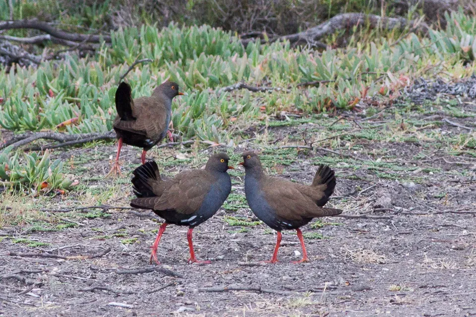 File:Tribonyx ventralis South Australia 2.jpg