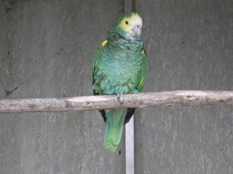 File:Amazona barbadensis -Madeira-6.jpg