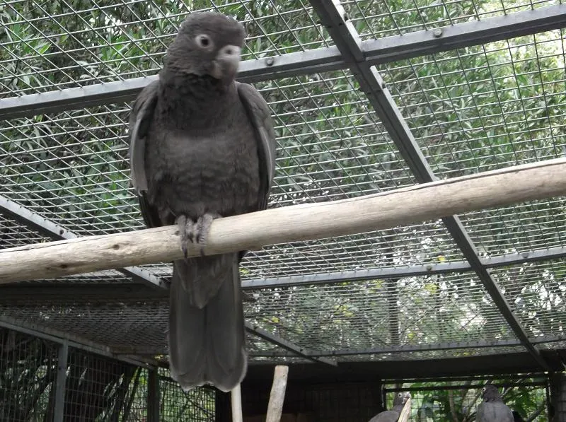 File:Ma - Coracopsis vasa - Madeira 1.jpg