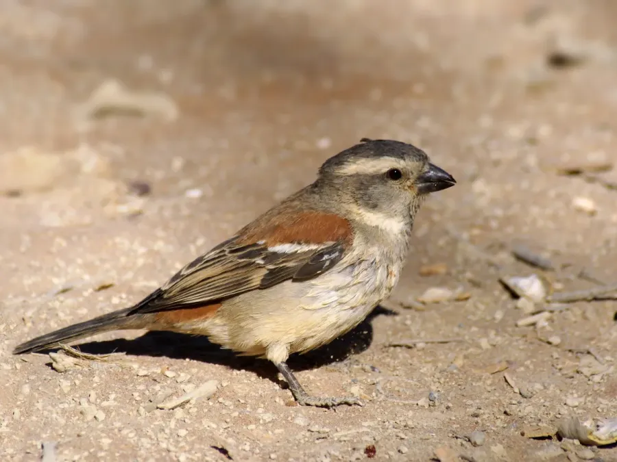File:Passer melanurus.jpg