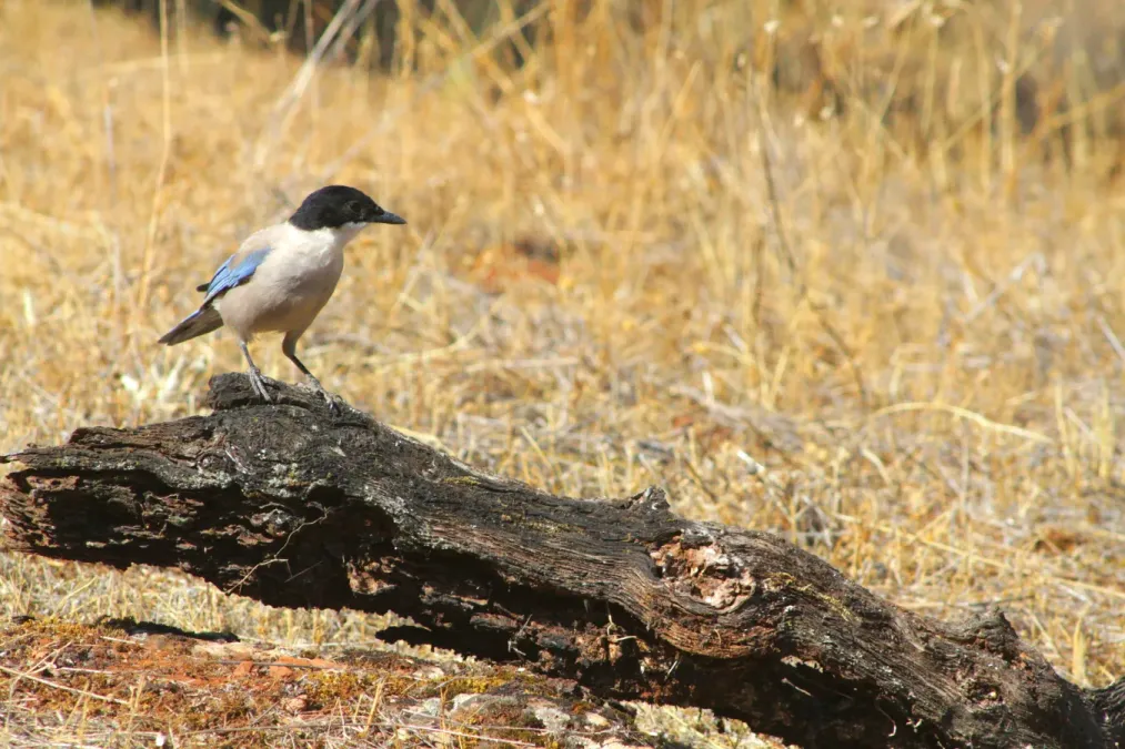 File:Cyanopica cooki Caceres 7.jpg