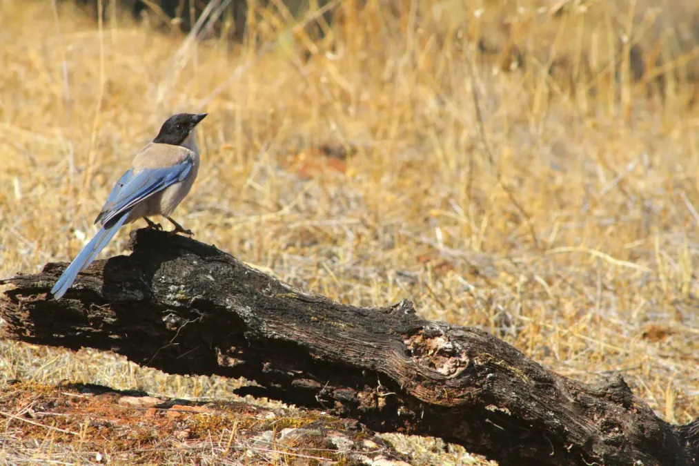 File:Cyanopica cooki Caceres 8.jpg