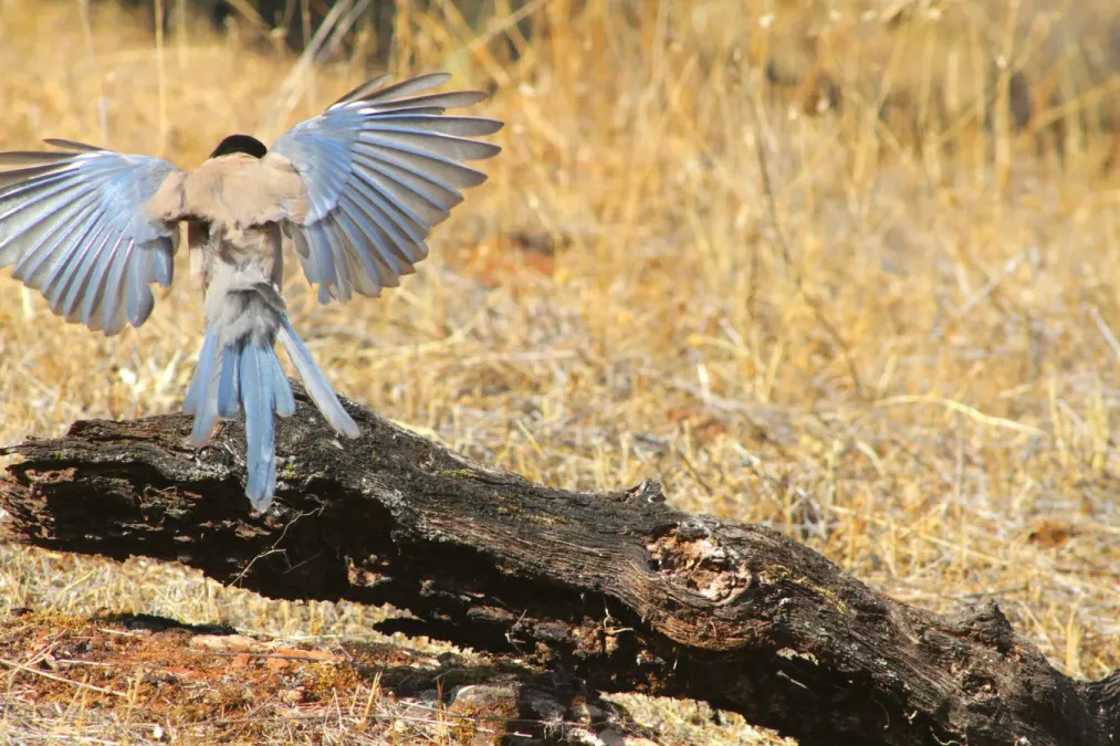 File:Cyanopica cooki Caceres 9.jpg