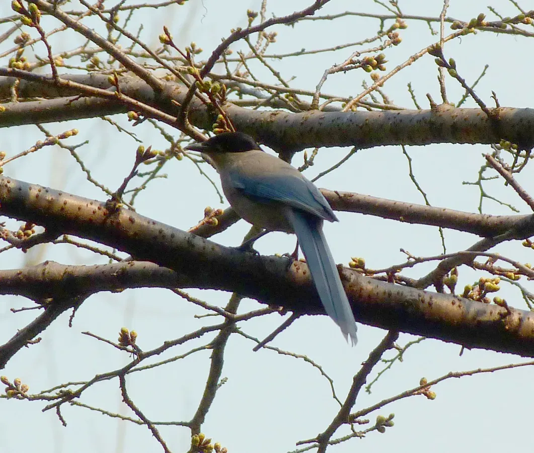 File:Cyanopica cyanus Hibiya Park Tokyo.jpg