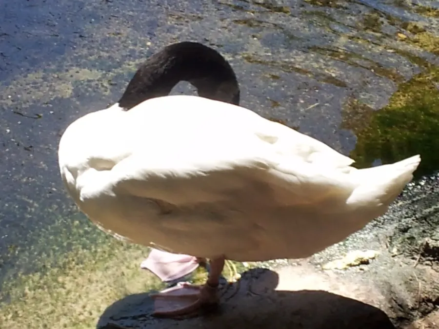 File:Black-necked swan (Cygnus melancoryphus) at Jacksonville Zoo.jpg