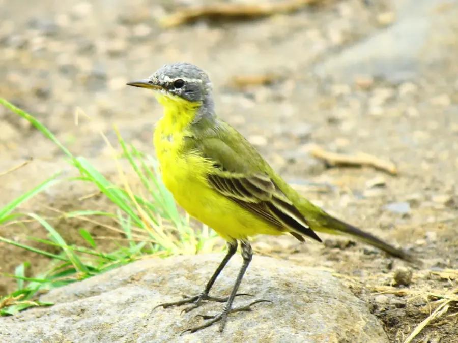 File:Motacilla tschutschensis, Tomohon, North Sulawesi.jpg
