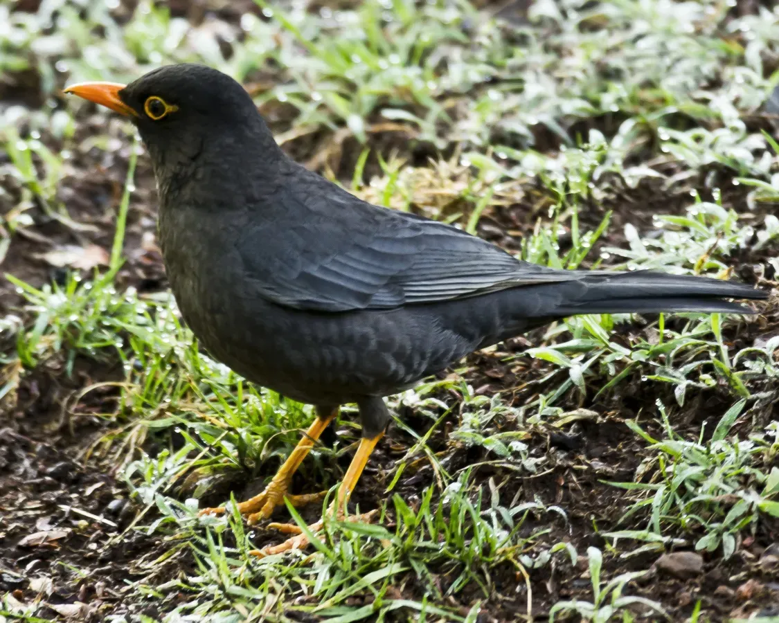 File:Turdus simillimus Coonoor 4.jpg