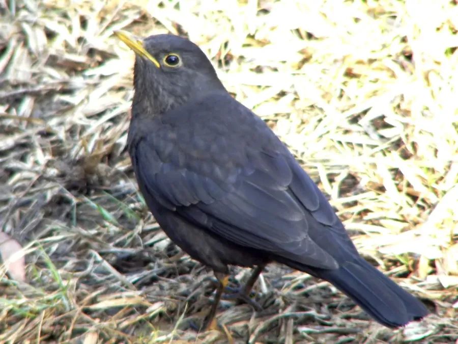 File:Turdus merula mandarinus Hong Kong 1.jpg
