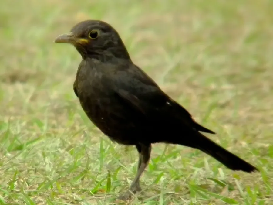 File:Turdus merula mandarinus Hong Kong 6.jpg