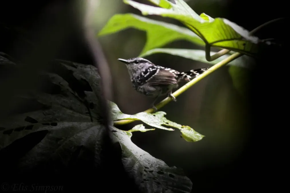 File:Scaled Antbird (Drymophila squamata).JPG